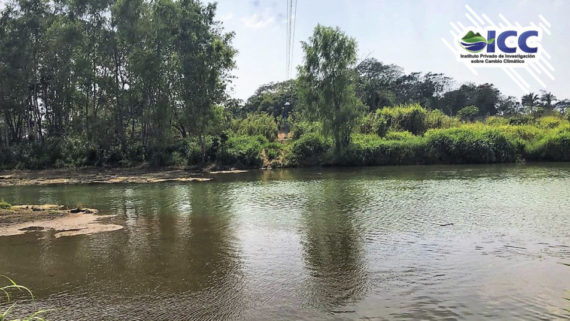 Línea base de flora y fauna en los bosques de ribera de los ríos Acomé ...